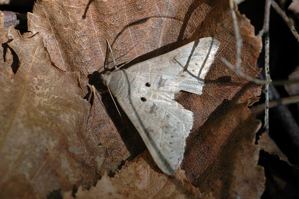 069 2005-10026234 Quabbin SP, MA.JPG - Texas Mocis (Mocis texana) Moth. Quabbin State Park and Reservoir, MA, 10-2-2005